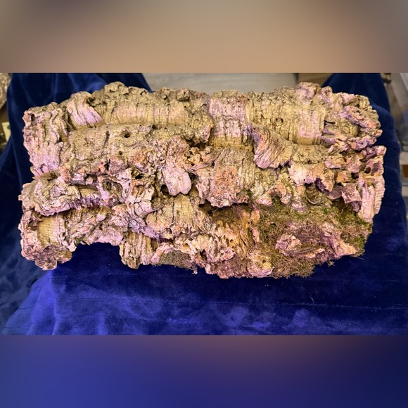 Air Plant Cork Mounted Arrangement - Green - Picture 4 of 7